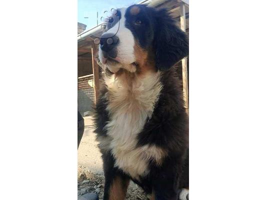 Κουτάβια σκυλιών του βουνού Bernese